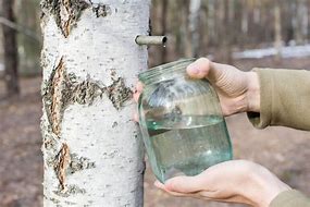 Image result for Tree with White SAP