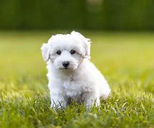 Image result for Cute Dogs That Stay Small