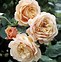 Image result for Edible Flower Rose