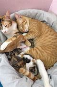 Image result for Dad Cat and Kittens