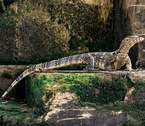 Image result for Thailand Lizards
