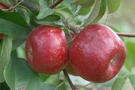 Image result for Haralred Apple