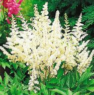 Image result for Astilbe Weisse Perle