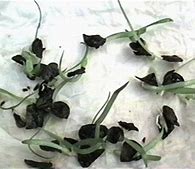 Image result for Amaryllis Seeds