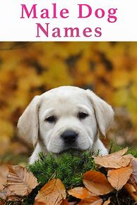 Image result for Top 10 Male Dog Names