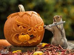 Image result for Squirrel Funny Pumpkin