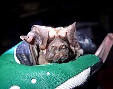 Image result for Florida Bonneted Bat Drawing of Head