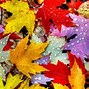 Image result for Fall Leaves iPhone Wallpaper
