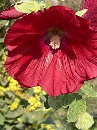 Image result for Alcea rosea dark red shades