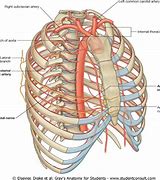 Image result for Internal Thoracic Artery