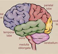 Image result for Human Brain Anatomy Drawing