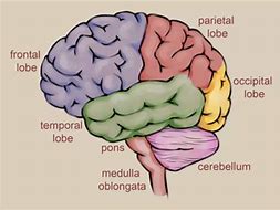 Image result for Human Brain Drawing