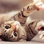 Image result for Cute Screensavers World