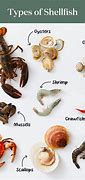 Image result for Scallops vs Mussels