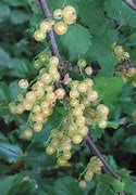 Image result for Ribes rubrum Witte Parel