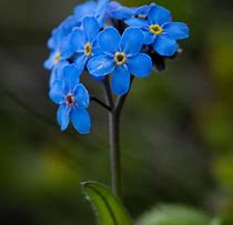 Image result for Forget Me Not