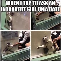 Image result for Introvert Cat Meme