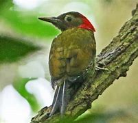 Image result for Picus rabieri
