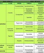 Image result for acantoc�fal9