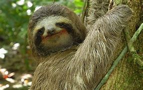 Image result for Dead Sloth