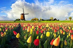 Image result for Dutch Windmill with Tulips