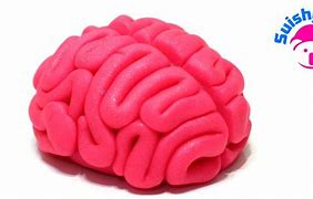 Image result for Play-Doh Model of Brain