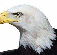 Image result for Drawing of Side View of a Eagle Head