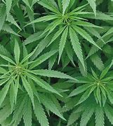 Image result for Cannabis Sativa Flower