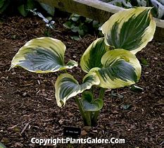 Bildergebnis für Hosta Ivory Coast