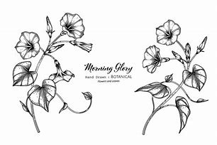 Image result for Morning Glory Flower Line Drawing