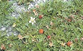 Image result for Rubus taiwanicola