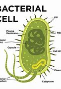 Image result for Bacteria Cell Model