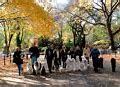 Image result for Autum in Tokyo
