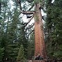 Image result for 9000 Year Old Tree