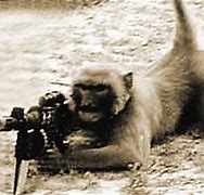 Image result for Monkey with a Gun Meme