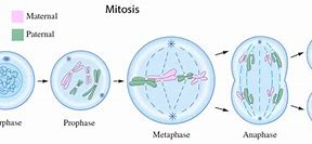 Image result for iPhone Camera Mitosis