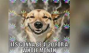 Image result for 420 Dog Memes