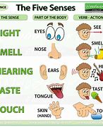 Image result for Our 5 Senses