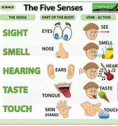 Image result for Five Basic Senses
