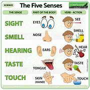 Image result for Five Senses of Human Body