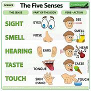 Image result for Sense of Sight and Hearing