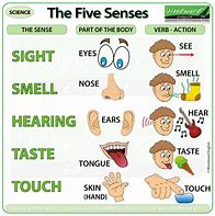 Image result for Five Senses Worksheet for Kids