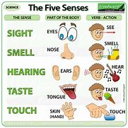 Image result for Five Senses for Children