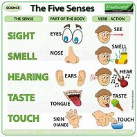 Image result for Image of Five Senses