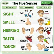 Image result for 5 Senses Verb