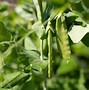 Image result for Pea Plant