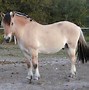 Image result for Wild Horse Species