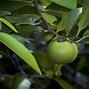 Image result for Manchineel Tree Located Map