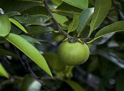 Image result for Manchineel Fruit