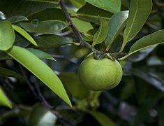Image result for Manchineel Plant